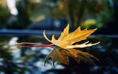 Aged Care – reflection and hope